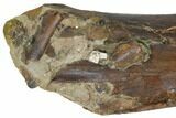 Partial Hadrosaur Femur With Three Teeth Associated - Montana #132897-6